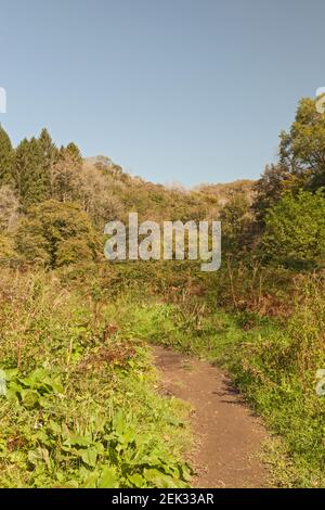 Trail durch Ilston Cwm, Gower Peninsula, Swansea, South Wales, UK Stockfoto