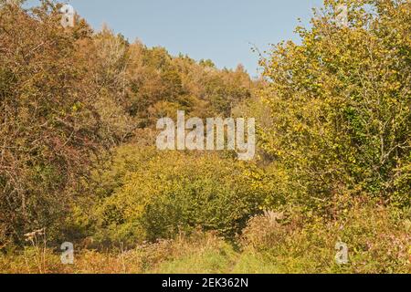 Trail durch Ilston Cwm, Gower Peninsula, Swansea, South Wales, UK Stockfoto