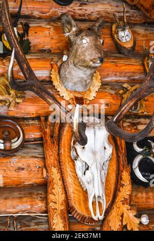 Sonne gebleicht Schädel von großen Tieren wie Kuh, Pferd, oder Maultier. Hängen auf hölzernen Fencepost in der Wüste an Holzwand Stockfoto