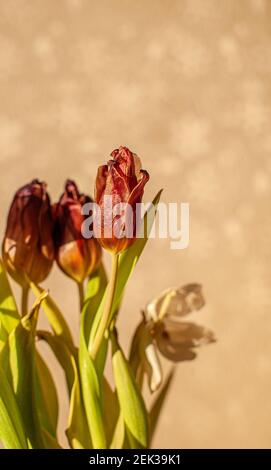 Blumen Tulpen zu Hause in den warmen Strahlen der Wintersonne. Stockfoto