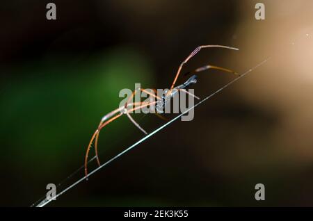 Black Wood Spider, Nephila kuhlii, im Web, Klungkung, Bali, Indonesien Stockfoto