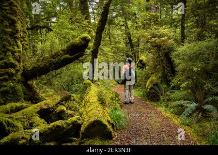 Ein Mann, der auf dem Gehweg steht und auf den mit Moos bedeckten roten Buchenwald blickt, auf dem Lake Gunn Nature Walk, Fiordland National Park, Neuseeland Stockfoto