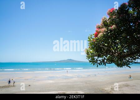 Pohutukawa Baum, der auch Neuseeland Weihnachtsbaum in voller Blüte am Takapuna Strand genannt wird, mit verschwommener Rangitoto Insel in der Ferne und Peo Stockfoto