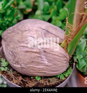 Palme wächst aus einer Kokosnuss im Laden für Gartenarbeit für zu Hause Stockfoto