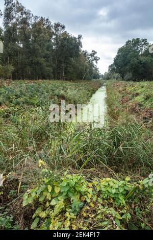 Holme Fen, wo zwei Beiträge aufzeichnen die Schrumpfung der Landoberfläche durch Entwässerung Stockfoto