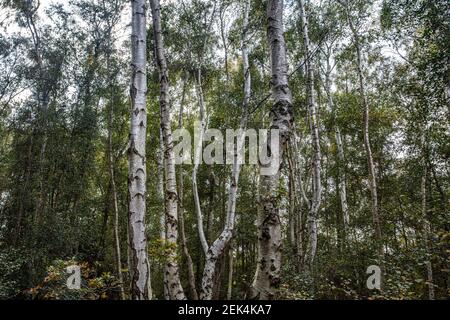 Holme Fen, wo zwei Beiträge aufzeichnen die Schrumpfung der Landoberfläche durch Entwässerung Stockfoto