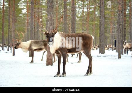 Ein Hirsch steht vor dem Hintergrund einer Herde von Hirsche im Wald in der Nähe des Lagers im Winter Stockfoto