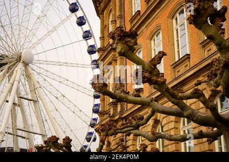 Eine einzigartige Platane an der Uferpromenade in der Düsseldorfer Altstadt mit Riesenrad und Altbau im Hintergrund. Stockfoto