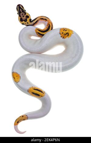 Draufsicht auf die junge Piebald Ball Python aka Python Regius Schlange. Sehr hoch auf weiß mit Knopf wie gelow mit schwarzen Flecken oder Punkten. Isoliert auf einem weißen Stockfoto