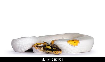 Junge Piebald Ball Python aka Python Regius Schlange. Sehr hoch auf weiß mit Knopf wie gelow mit schwarzen Flecken oder Punkten. Isoliert auf weißem Hintergrund. Stockfoto