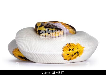 Junge Piebald Ball Python aka Python Regius Schlange. Sehr hoch auf weiß mit Knopf wie gelow mit schwarzen Flecken oder Punkten. Isoliert auf weißem Hintergrund. Stockfoto