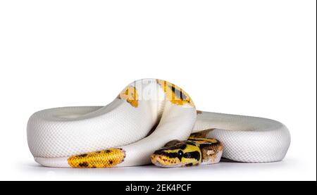 Junge Piebald Ball Python aka Python Regius Schlange. Sehr hoch auf weiß mit Knopf wie gelow mit schwarzen Flecken oder Punkten. Isoliert auf weißem Hintergrund. Stockfoto