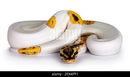 Junge Piebald Ball Python aka Python Regius Schlange. Sehr hoch auf weiß mit Knopf wie gelow mit schwarzen Flecken oder Punkten. Isoliert auf weißem Hintergrund. Stockfoto