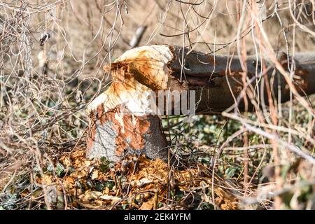 19. Februar 2021, Berlin: Ein Baum ist gefallen, weil ein Biber daran genagt hat. Bis zu 200 Biber leben heute in Berlin. Foto: Kira Hofmann/dpa-Zentralbild/dpa Stockfoto