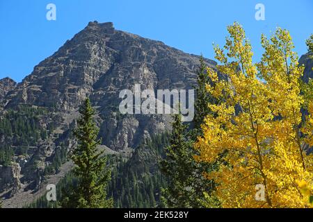 Kastanienbraune Glocken und Espenbaum - Rocky Mountains, Colorado Stockfoto