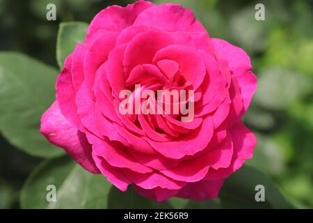 Leuchtend rosa Rose an einem sonnigen Tag in Wassertropfen, Tröpfchen auf Blütenblättern Stockfoto