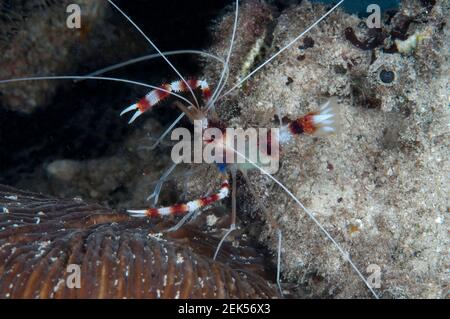 Boxer Shrimp, Stenopus hispidus, Klettern am Riffsteinfisch, Sylancia verrucosa, Nachttauchgang, Yen Besir Jetty, Sawinggrai Dorf, Gam Island, Raja Am Stockfoto