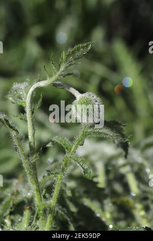 Beruhigende Blüten wie ein schöner grüner Hintergrund, flauschige Knospen von dekorativem Mohn in Wassertropfen Stockfoto