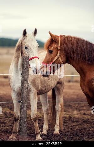 Schmutzige Pferde in einer schlammigen Reitarena mit elektrischem Zaun Auf dem Land Reiten Ranch Stockfoto