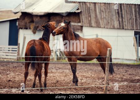 Schmutzige Pferde in einer schlammigen Reitarena mit elektrischem Zaun Auf dem Land Reiten Ranch Stockfoto