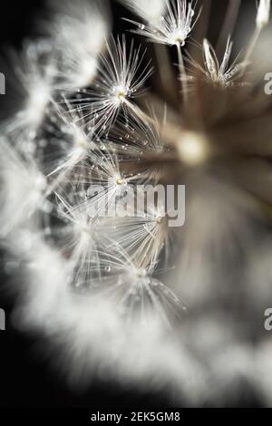 Löwenzahn-Makro auf schwarzem Hintergrund. Selektiver Fokus. Frühling flauschige weiße Blumen mit Wassertröpfchen. Schwarz und weiß monochrom Natur minimalis Stockfoto