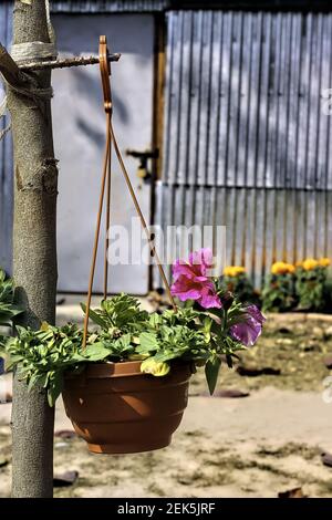 Vertikale Aufnahme von roten Petunia mit grünen Blättern Stockfoto