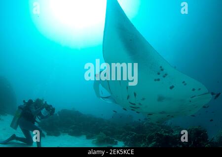 Taucher fotografieren Riff Manta Ray, Mobula alfredi, mit Sonne im Hintergrund, Manta Sandy Tauchplatz, Arborek, Dampier Straits, Raja Ampat, West Papua Stockfoto