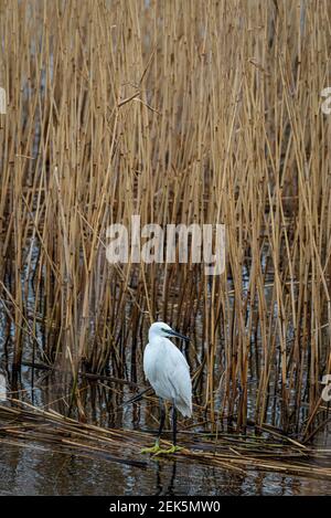 Kleiner Reiher, der auf gefallenen Wasserrohren steht, mit seinen grünen und gelben Füßen und getrockneten hohen Wasserrohren. Longham Lakes, Dorset. Ideal für Copyspace/ Stockfoto