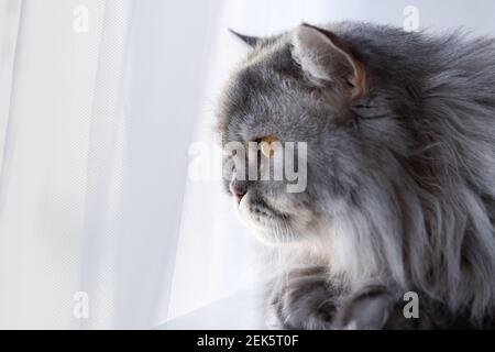 Die flauschige schottische Katze schaut aus dem Fenster. Ein Haustier Kätzchen sitzt auf einem weißen Tisch und schaut aufmerksam zu. Orangefarbene Augen und ein langer Schnurrbart. Ein ernster Gedanke Stockfoto