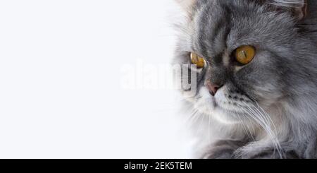 Schottisches Katzenporträt Nahaufnahme auf weißem Hintergrund. Horizontales längtes Banner für Plakate, Beschilderung, Anzeigen. Orangefarbene Augen, ein ernsthaftes, nachdenkliches Klo Stockfoto