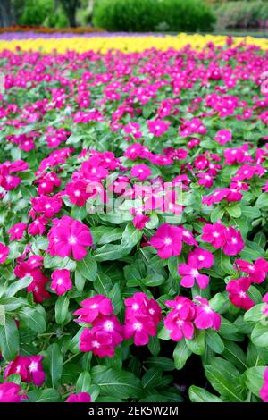 Vertikales Bild von Hot Pink Cape Periwinkle Feld in der Parken Stockfoto