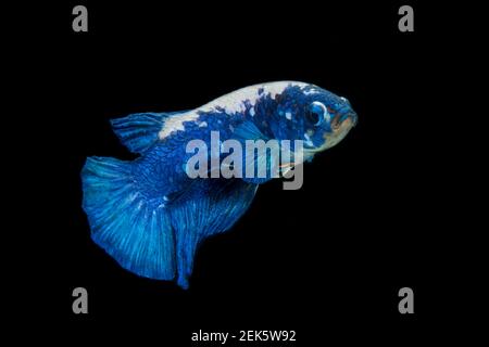 Nahaufnahme von bunten Betta Fischen. Schöne siamesische Kampffische, ausgefallene Betta splendens blauer Panda isoliert auf schwarzem Hintergrund. Stockfoto