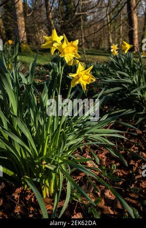 Narzissen im Sonnenschein mit Waldhintergrund Stockfoto