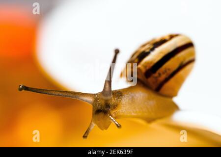 Garten-Schnecke (Cornu Aspersum) Stockfoto