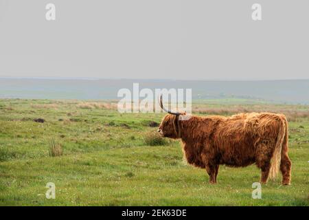 Hochlandrinder allein auf einem Feld an einem trüben, regnerischen Tag Stockfoto