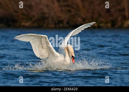 Stumme Schwanenvogel Landung mit ausgebreiteten Flügeln auf der Wasseroberfläche, Nahaufnahme. Mit Spritztropfen. Fluss Vah, Trencin Slowakei. Gattungsart Cygnus olor. Stockfoto