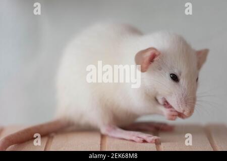 Nahaufnahme der Ratte. Makroaufnahmen. Niedliche Schnauze mit rosa Nase und langem Schnurrbart. Stockfoto