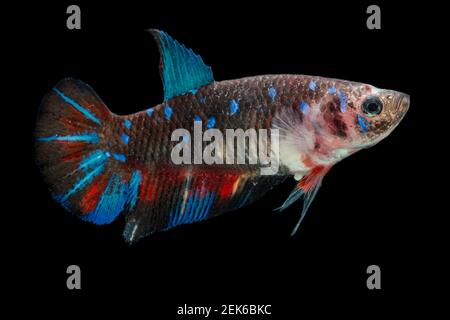 Nahaufnahme von bunten Betta Fischen. Schöne siamesische Kampffische, ausgefallene Betta splendens koi Avatar auf schwarzem Hintergrund isoliert. Stockfoto