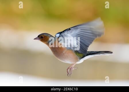 Männliches Chaffinch im Profil „Flug links“ Stockfoto