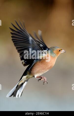 Männliches Kettenblatt im Profil „Flight Right“ Stockfoto