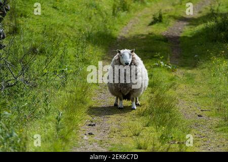 Schwangere Ewe auf einem Weg Stockfoto