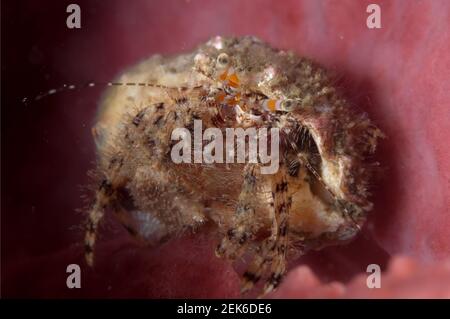Hermit Crab, Dardanus sp, auf Barrel Sponge (Xestospongia testudinaria), Nudi Falls Tauchplatz, Lembeh Straits, Sulawesi, Indonesien Stockfoto