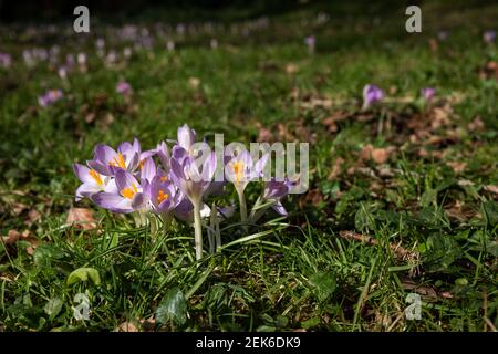 Crocus in Sonnenschein mit natürlichem Hintergrund Stockfoto