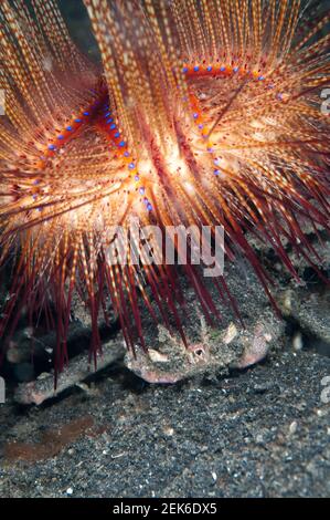 Doripped Crab, Dorippe frascone, Carrying False Fire Seeigel, Astropyga radiata, Jahir Tauchplatz, Lembeh Straits, Sulawesi, Indonesien Stockfoto