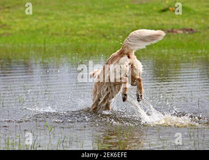 Der große Hund springt ins Wasser Stockfoto