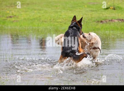 Zwei neugierige Hunde, die im Wasser spielen Stockfoto