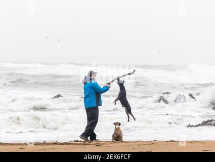 Myrtleville, Cork, Irland. 23rd. Februar 2021. An einem stürmischen Morgen spielt Don Canny mit seinen beiden Terrier Cassie und Cooper zusammen einen stürmischen Morgen am Myrtleville Beach, Co. Cork, Irland. - Kredit; Daavid Creedon / Alamy Live News Stockfoto