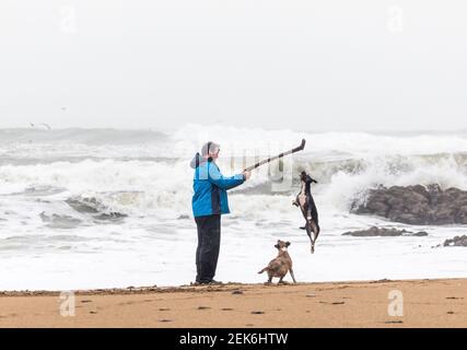 Myrtleville, Cork, Irland. 23rd. Februar 2021. An einem stürmischen Morgen spielt Don Canny mit seinen beiden Terrier Cassie und Cooper zusammen einen stürmischen Morgen am Myrtleville Beach, Co. Cork, Irland. - Kredit; Daavid Creedon / Alamy Live News Stockfoto