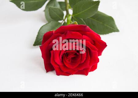 Nahaufnahme auf roter Rose auf der weißen Oberfläche Stockfoto