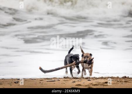 Myrtleville, Cork, Irland. 23rd. Februar 2021. Zwei Terrier-Hunde Cassie und Cooper entlocken einen Stock aus dem Meer am Myrtleville Beach, Co. Cork, Irland. - Kredit; Daavid Creedon / Alamy Live News Stockfoto